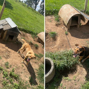 Mulher se muda e deixa cães abandonados, amarrados e sem água e comida em Mafra