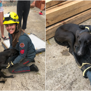 Cachorra fica presa embaixo de casa após se assustar com fogos de artifício em Mafra