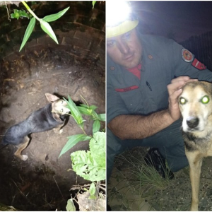 Cachorro é resgatado de poço com três metros de profundidade em Mafra