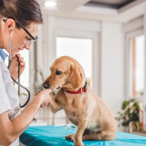 Gosta de animais? Saiba por que investir em um curso de auxiliar veterinário