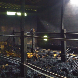 Estufa de secagem de fumo fica destruída após incêndio no interior de Mafra