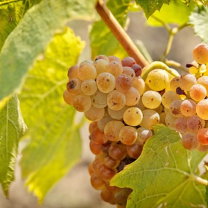 A encantadora Riesling