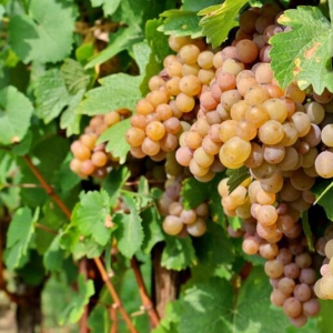 A encantadora Pinot Grigio