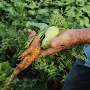 Governo prorroga prazo para cadastro na Agricultura Familiar