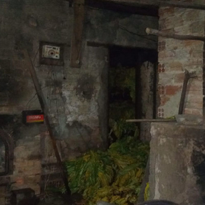 Incêndio destrói estufa de fumo e idosa passa mal no interior de Mafra