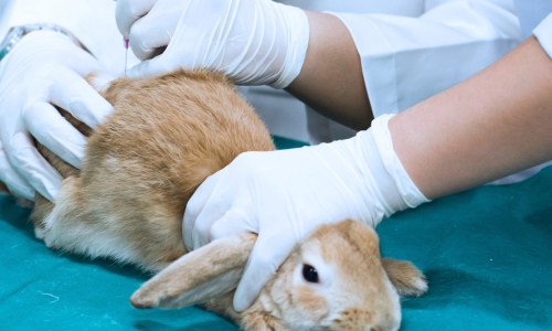 Governo proíbe uso de animais em testes de cosméticos e perfumes