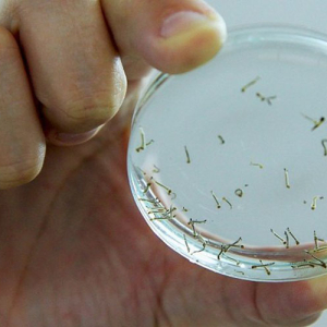 Agentes encontram mais dois focos do mosquito da dengue
