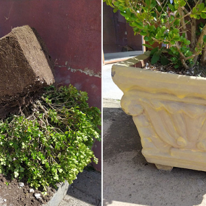 Ladrões não perdoam nem vasos de plantas em Itaiópolis