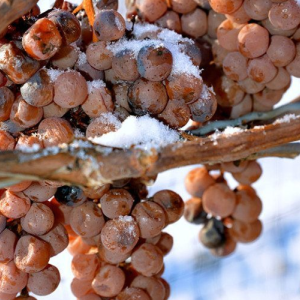 Eiswein e as uvas congeladas