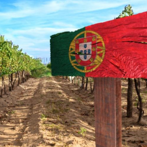 Touriga Nacional, uma obra-prima da enologia portuguesa