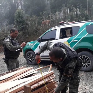 Mais de 490 metros cúbicos de madeira ilegal são apreendidos pela Polícia Ambiental