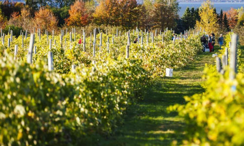 Morandé e seus premiados vinhos tintos