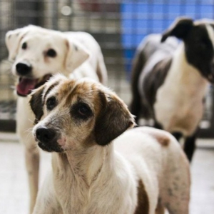 Programa vai castrar cães gratuitamente em Rio Negro