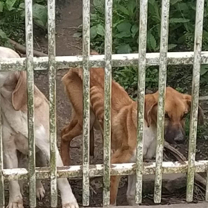 Polícia Civil resgata cães e prende homem por maus-tratos; veja fotos
