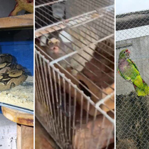 35 animais silvestres são apreendidos em operação liderada pela DIC de Mafra