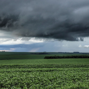 Chuva acima da média impacta produção agropecuária