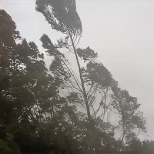 Vídeo: morador registra força do vento em Itaiópolis; assista
