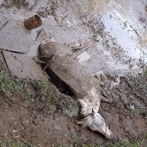 Cavalo é resgatado após ficar atolado em banhado