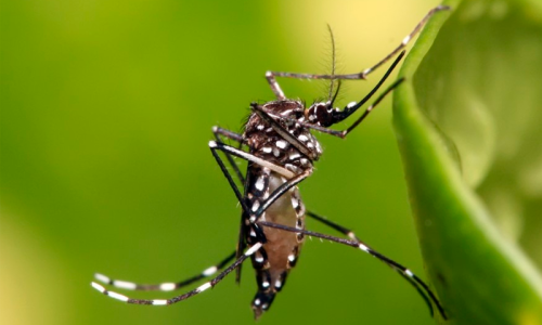 Dengue: com a chegada do verão, prevenção precisa ser reforçada