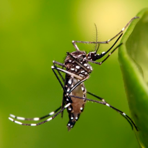 Dengue: com a chegada do verão, prevenção precisa ser reforçada