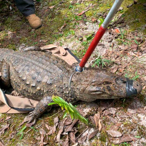Animal silvestre em casa? Veja o que fazer se receber uma visita inesperada neste verão