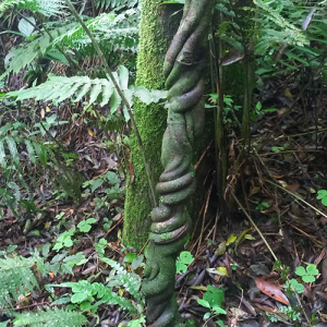 Em meio à natureza, itaiopolense faz registros inusitados; veja fotos