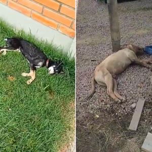 Maus tratos de animais mobilizam ONGs em Mafra e Itaiópolis; veja vídeos