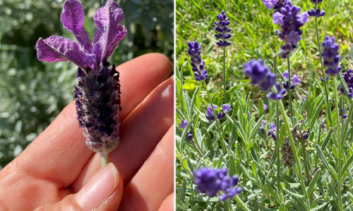 A importância de identificar as plantas corretamente