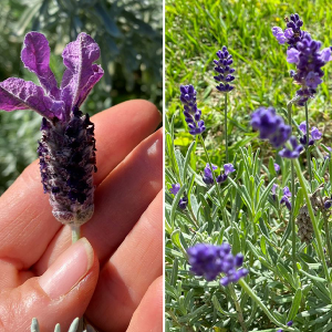 A importância de identificar as plantas corretamente