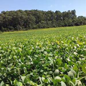 Região da Amplanorte desponta como polo estratégico no agronegócio catarinense