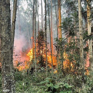 Incêndio consome área de mais de 30 mil metros quadrados de reflorestamento
