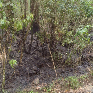 Bombeiros Voluntários de Itaiópolis alertam para risco de incêndios em vegetações