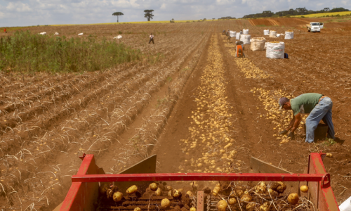 Primeira safra de batata rende 392,2 mil toneladas no Paraná