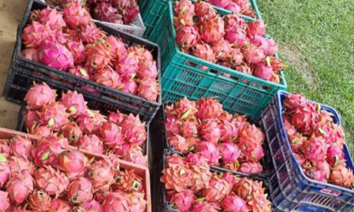 Alimentação escolar inclui pitaia e outros produtos da agricultura familiar