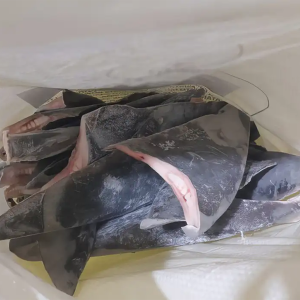 Governo estabelece cota para captura de peixes em 2024; veja espécies