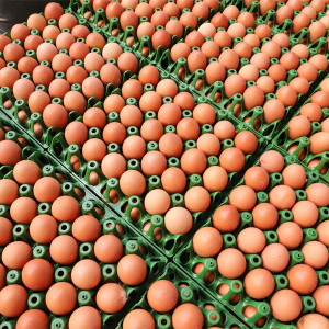 Produção de ovos do Paraná cresce 72% em uma década e mercado segue em expansão