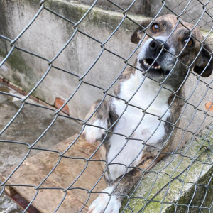 Superlotado e com poucos recursos, abrigo de cachorros de Mafra pede ajuda