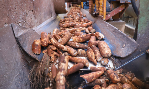 Produção de mandioca deve crescer 6% no Paraná em 2024, projeta boletim do Deral