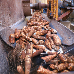 Produção de mandioca deve crescer 6% no Paraná em 2024, projeta boletim do Deral
