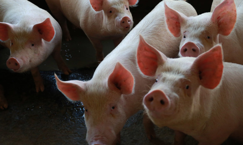 Santa Catarina bate recorde no Valor da Produção Agropecuária em 2023