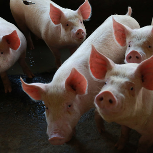 Santa Catarina bate recorde no Valor da Produção Agropecuária em 2023