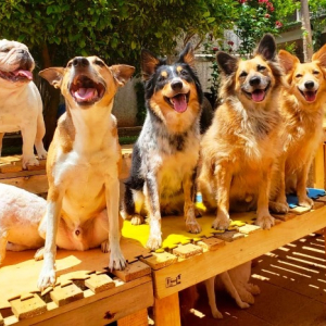 COVID-19 não é transmitido por cachorros e gatos