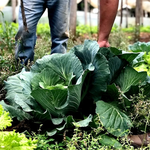 Paraná lança aplicativo para auxiliar agricultores; entenda