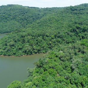 Pesquisa nacional aponta que Santa Catarina reduziu em 86% o desmatamento da Mata Atlântica