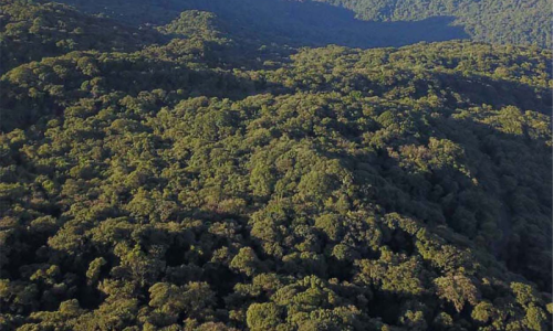 Paraná reduz desmatamento ilegal em 70,7%, aponta MapBiomas
