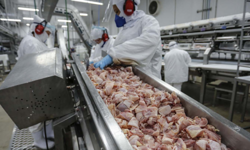 Paraná lidera com recorde produção de frango; abate de suínos também avança