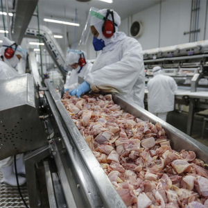 Paraná lidera com recorde produção de frango; abate de suínos também avança
