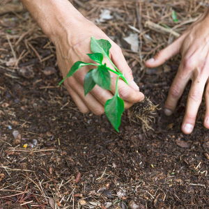 Junho Verde: Campanha de conscientização e educação ambiental