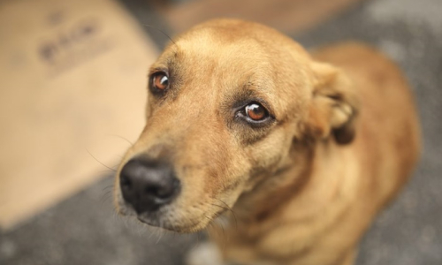 Senado aprova aumento da pena por maus-tratos contra cães e gatos