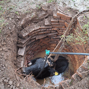 Vaca é salva pelos bombeiros após cair em poço